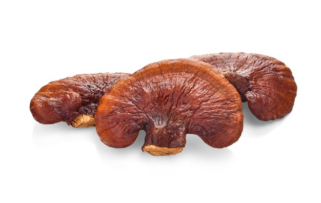 Lingzhi mushroom, Reishi mushroom have property medicine.