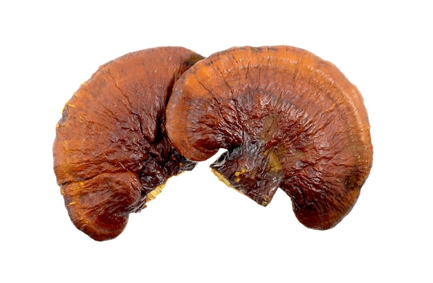 lingzhi mushroom on white background