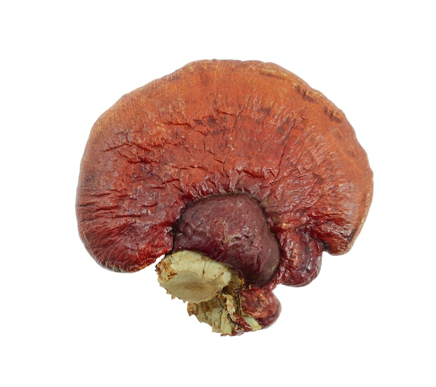 lingzhi mushroom on white background