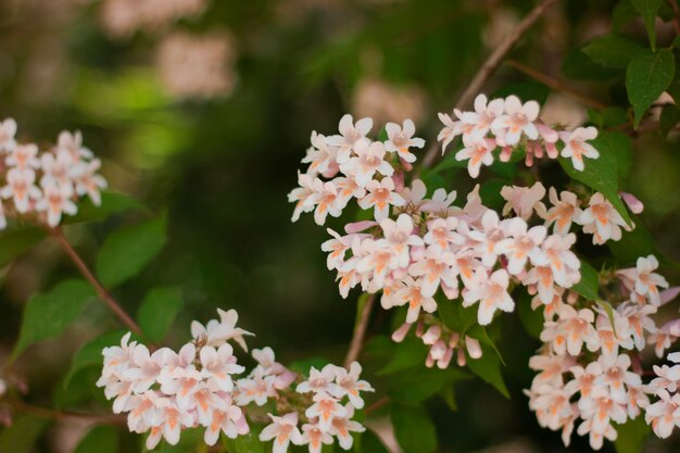 Linnaea amabilis 장미 꽃은 햇볕이 잘 드는 정원 근접 촬영 Kolkwitzia amabilis 분홍색 꽃이 만발합니다.