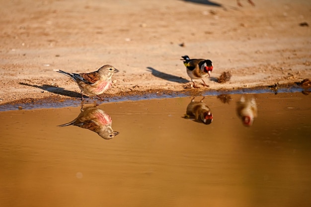 Linnet or Linaria cannabina reflected in the golden spring