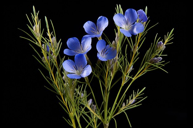 Photo linum floral plant with flaxseed