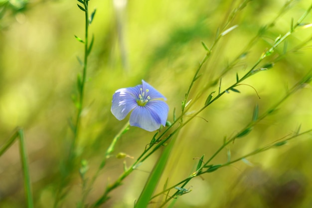 Linum lewisii Blue flax flowers Flax blossoms Linum blooms Selective focus