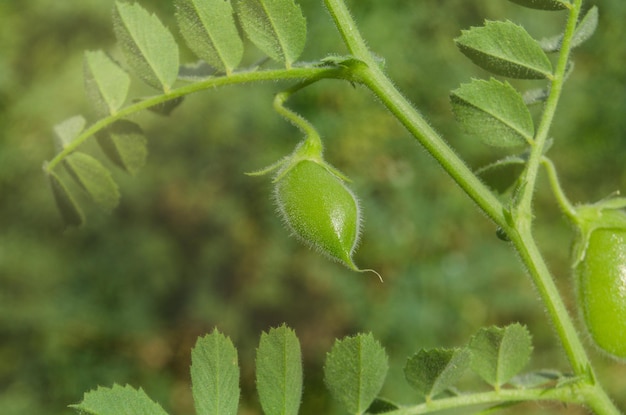 Linzenplant groeit van dichtbij Linzenveld en linzenplant Linzenplant Lens culinaris