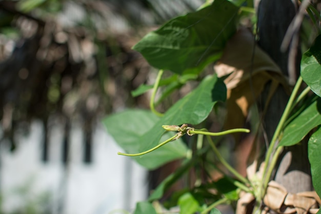 Linzenplant kruipt in de tuin