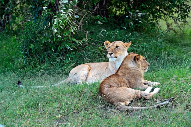 Foto leone nella savana africana masai mara