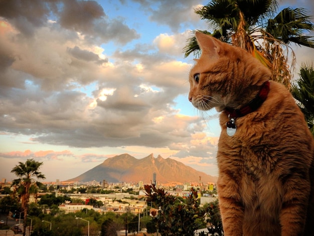 Photo lion against sky at sunset