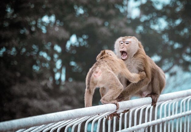 写真 樹木に対するライオン