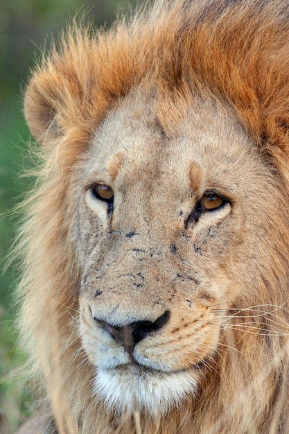 Lion Botswana Africa