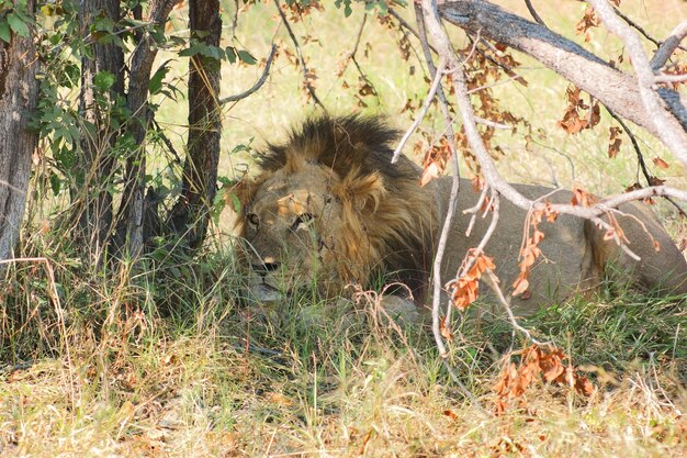 Lion in Botswana