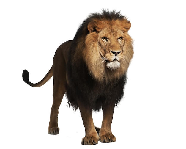 lion brave