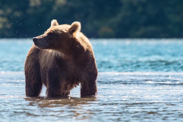 獅子と湖と