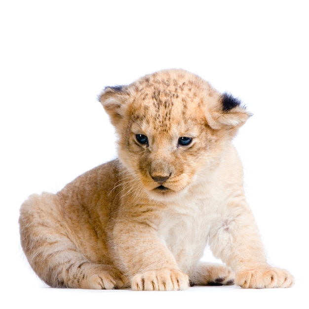 Lion Cub  (3 weeks) lying down isolated.