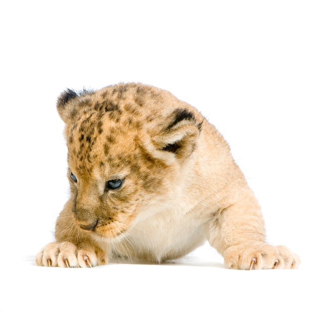 Lion cub (3 weken) geïsoleerd liggen.