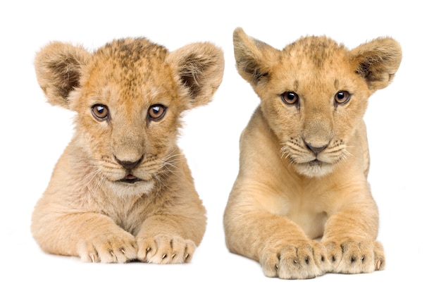 Lion cub (4 maanden) vooraan op een geïsoleerd wit