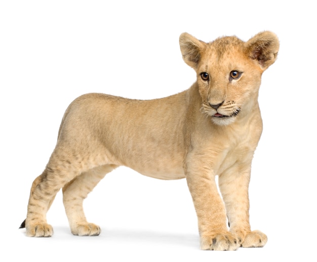 Lion Cub (4 months) in front on a white isolated