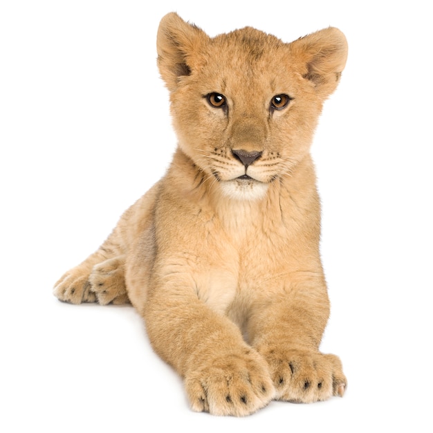 Lion Cub (5 months) in front on a white isolated