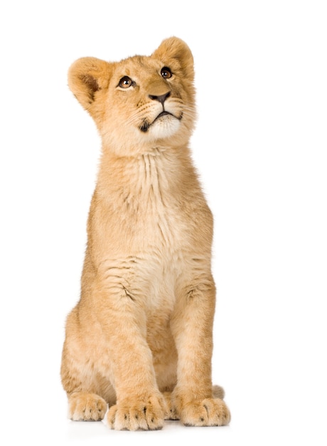 Lion Cub (6 maanden) geïsoleerd