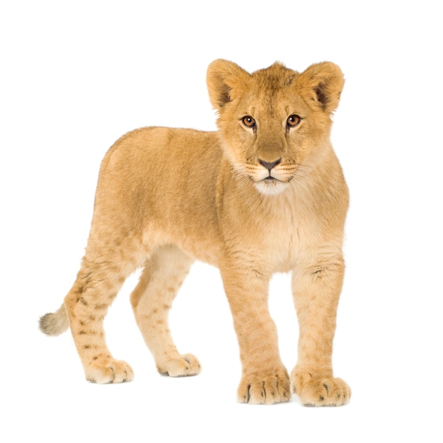 Lion Cub (6 maanden) geïsoleerd