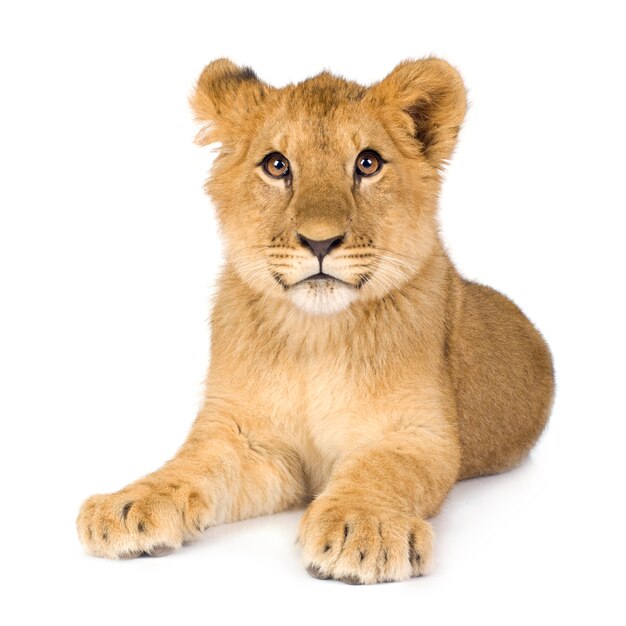 Lion Cub (6 months) isolated