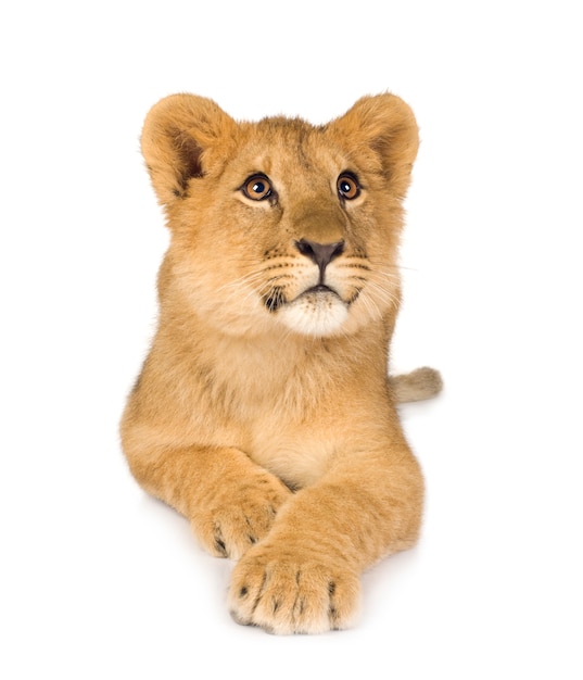 Lion Cub (6 months) isolated