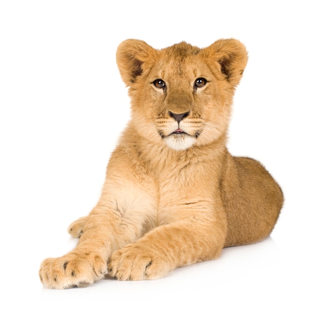 Lion Cub (6 months) isolated