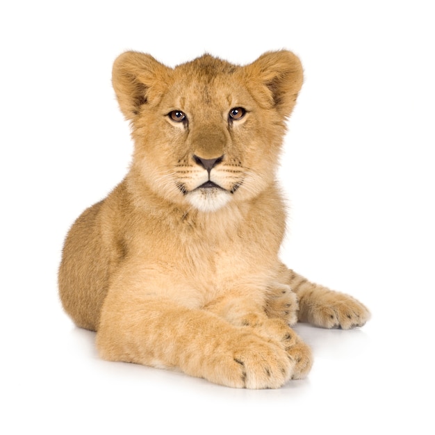 Photo lion cub (6 months) isolated