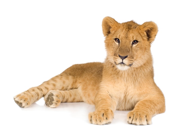 Lion Cub (6 months) isolated