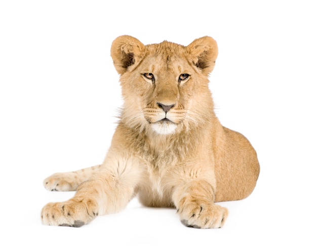 Lion cub (8 maanden) geïsoleerd