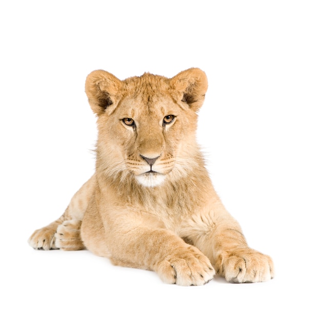 Lion cub (8 maanden) geïsoleerd