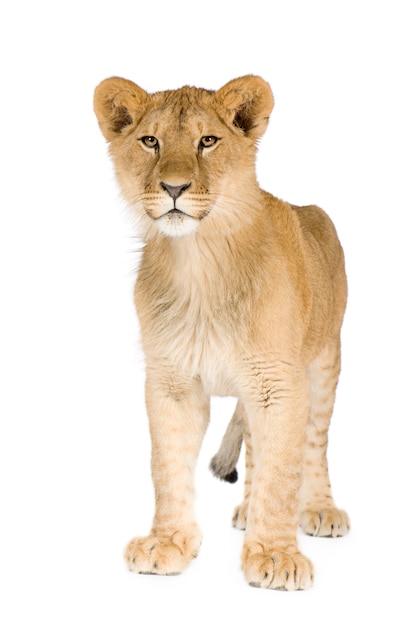 Lion cub (8 maanden) geïsoleerd