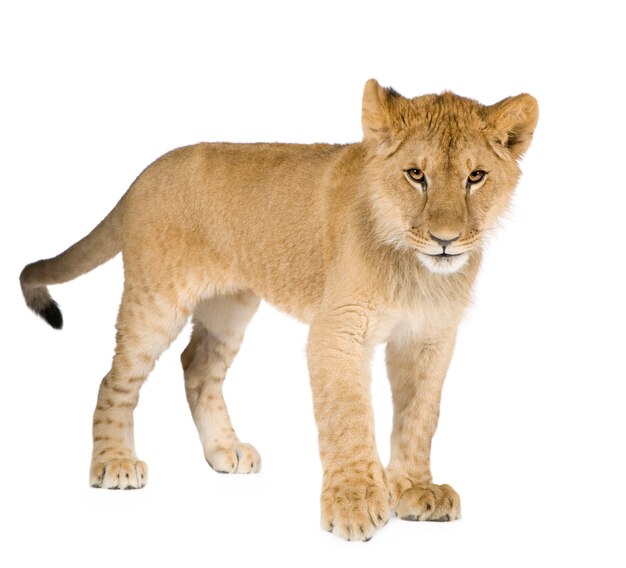 Lion cub (8 months) isolated