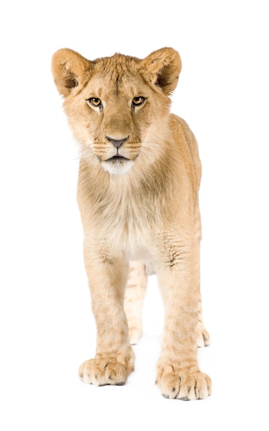 Lion cub (8 months) isolated