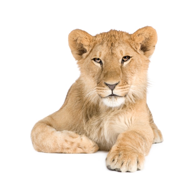 Lion cub (8 months) isolated