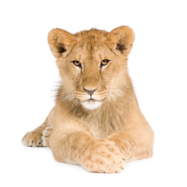 Lion cub (8 months) isolated