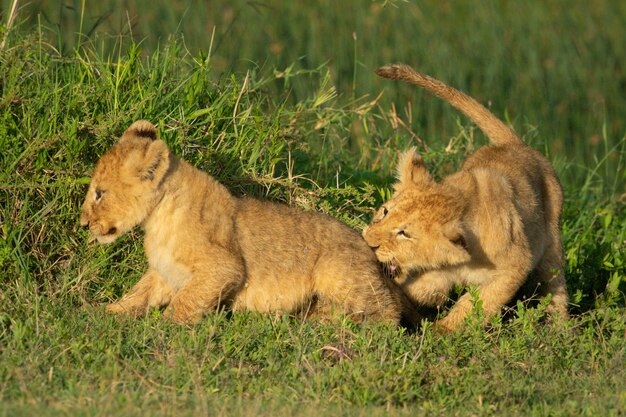 Photo lion cub clings to branch