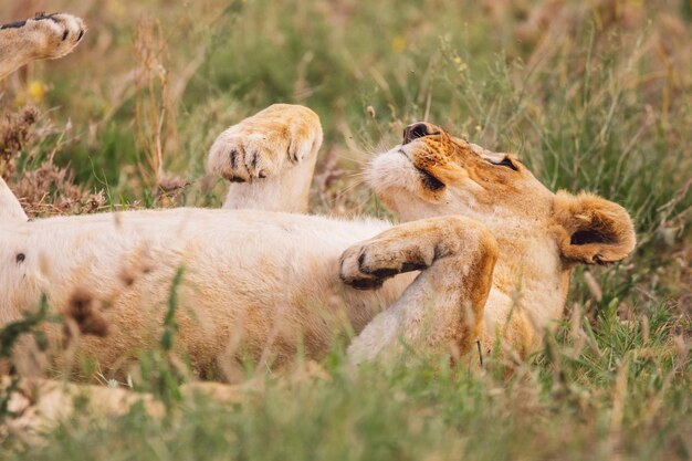 Photo lion cub on a field