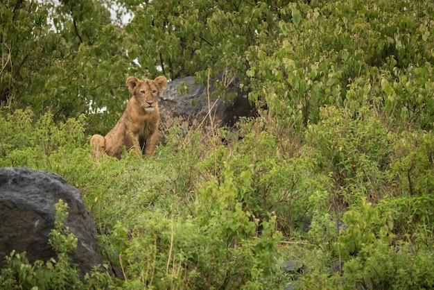 Foto il cucciolo di leone nella foresta