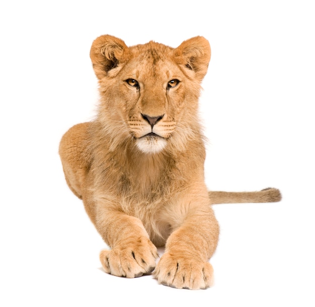 Lion Cub in front on a white isolated