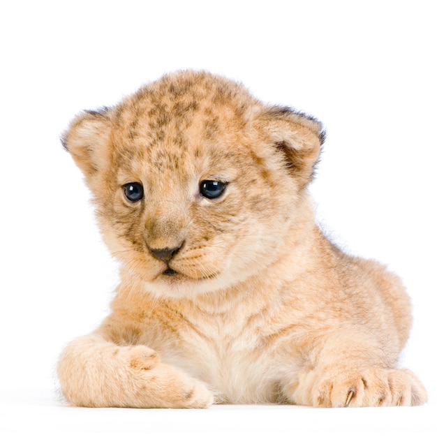 Lion Cub geïsoleerd liggen.