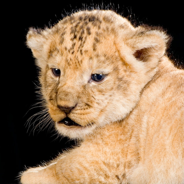 Lion Cub geïsoleerd.