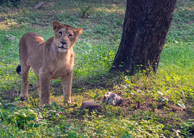 Photo a lion cub and its curiosity photographer