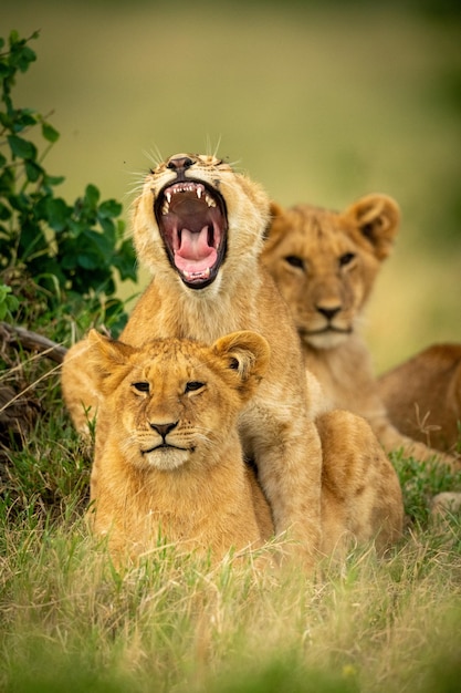 Lion cub lies yawning widely on another