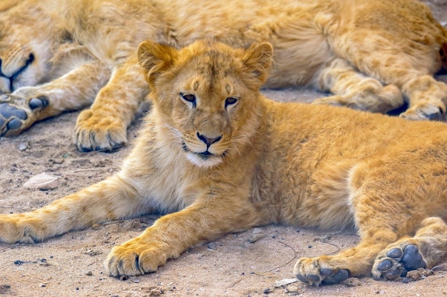 lion cub lying down