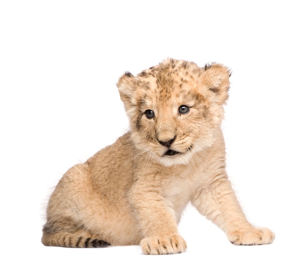 Lion Cub op een geïsoleerd wit