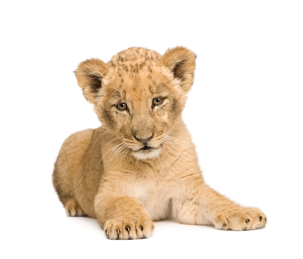 Lion cub op een geïsoleerd wit