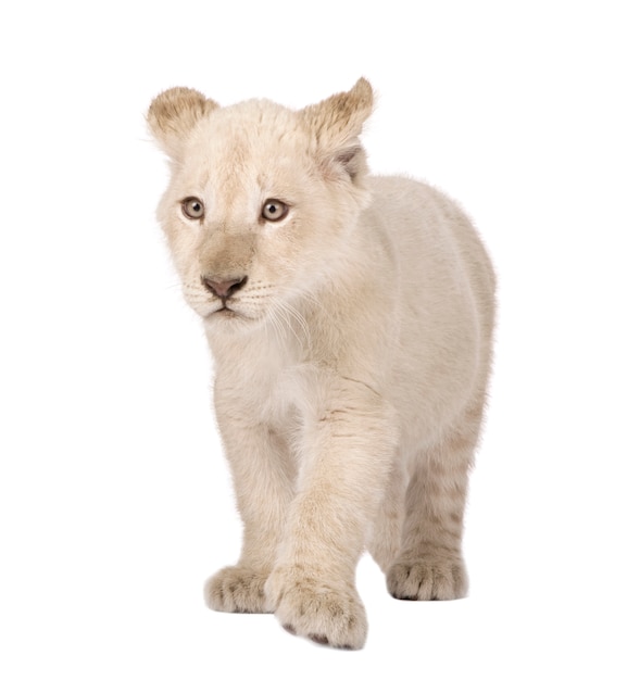 Lion Cub op een geïsoleerd wit