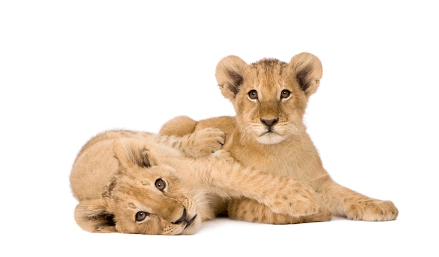 Lion Cub op een geïsoleerd wit