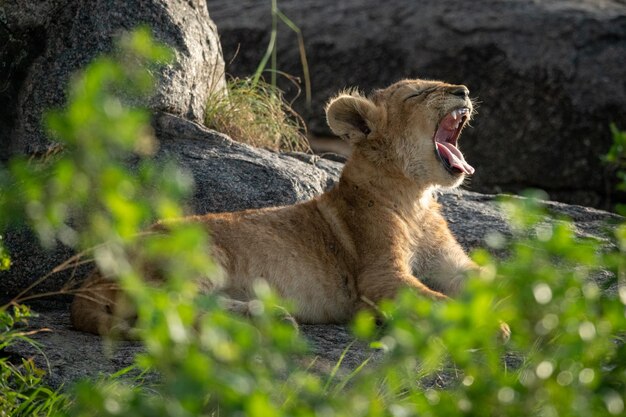 Photo lion cub resting at field