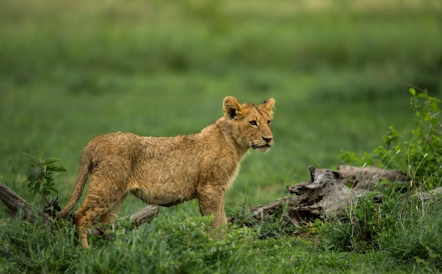 Lion cub standing, Serengeti, Tanzania